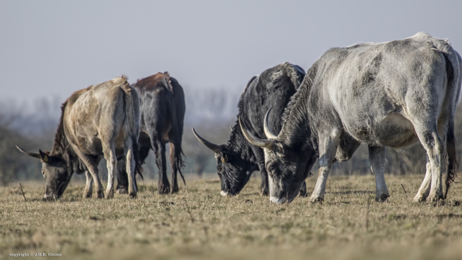 Gezamelijk ontbijt - Zoogdieren - Maremmana runderen