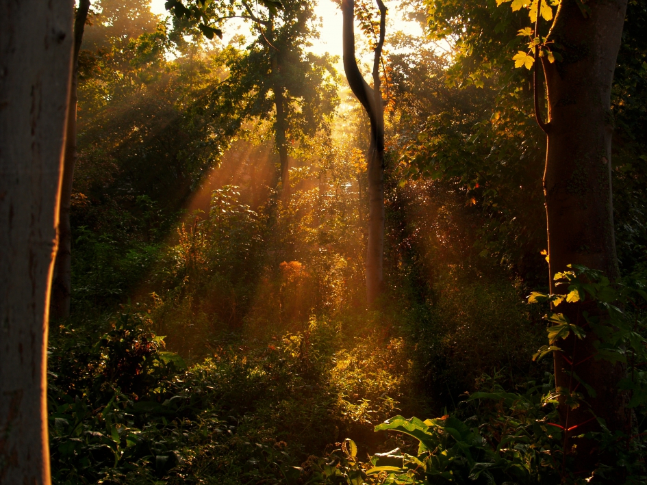 Golden hour... - Weer en landschap - 