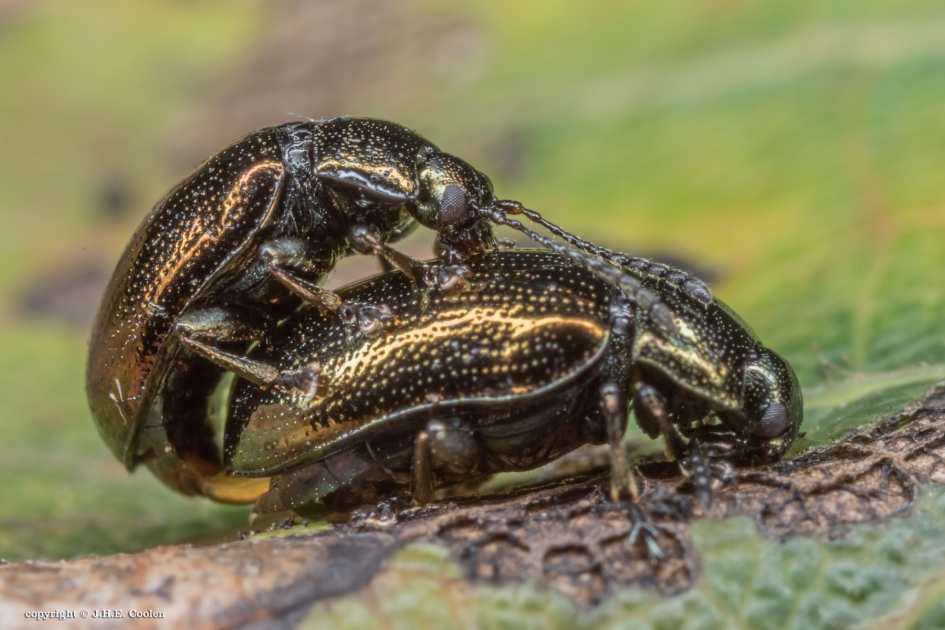 Goudhaantjes - Geleedpotigen - Goudhaantje