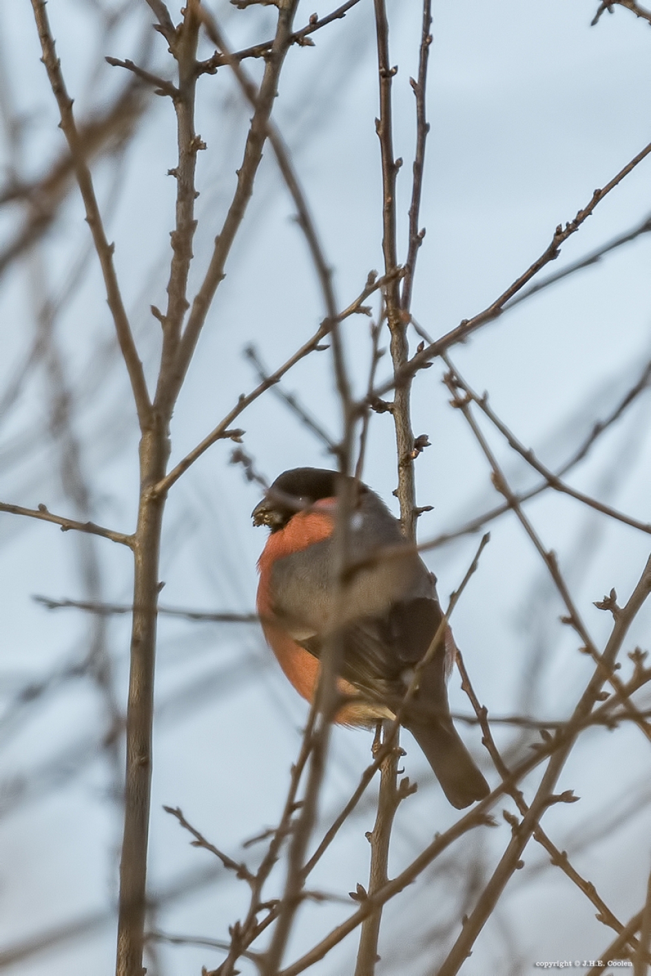 Goudvink - Vogels - Goudvink