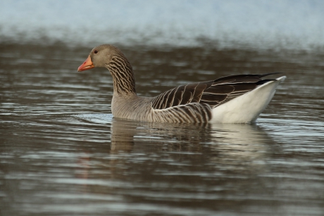 grauwe gans