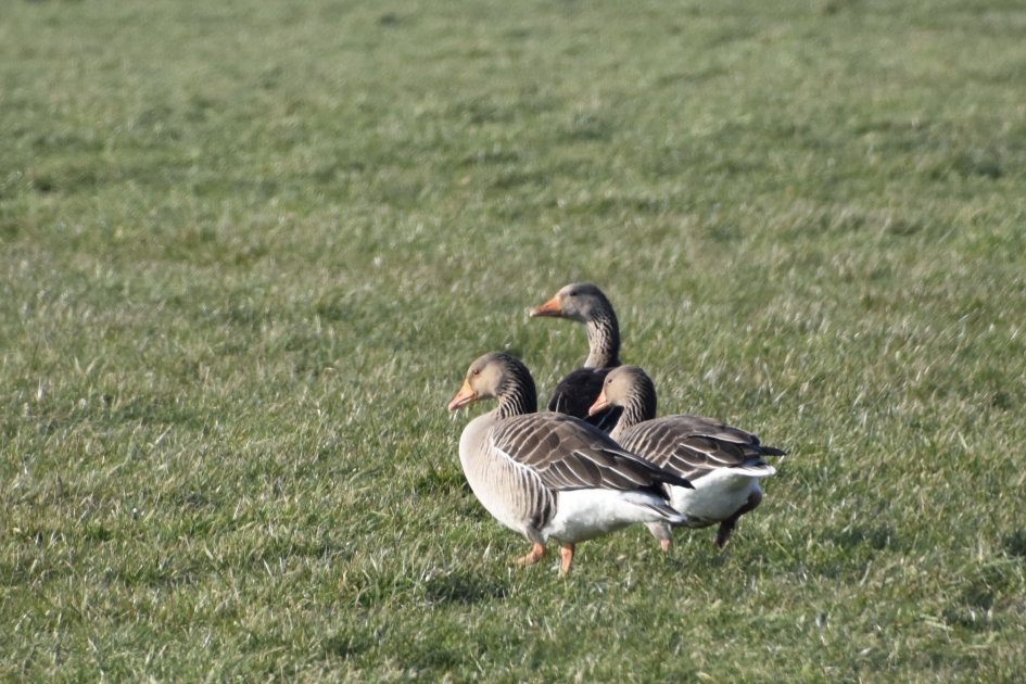 Grauwe ganzen - Vogels - 