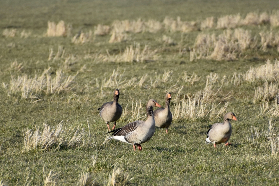 Grauwe ganzen - Vogels - 