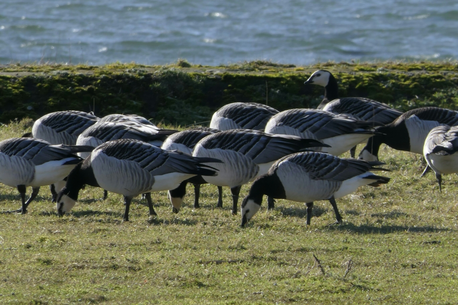 Grazen. - Vogels - Brandganzen