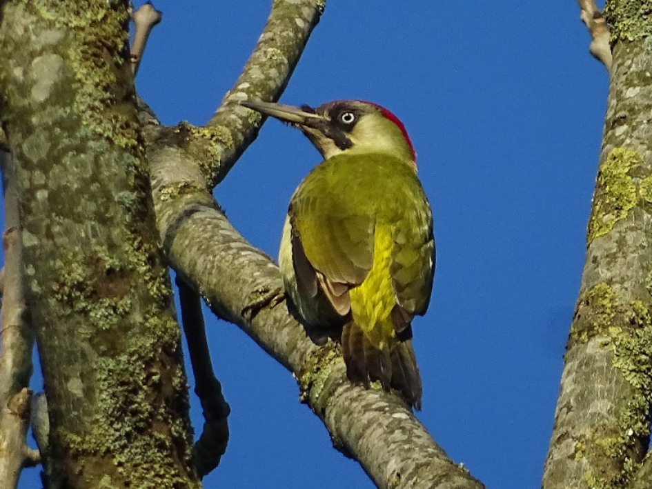 Groene specht - Vogels - Groene specht