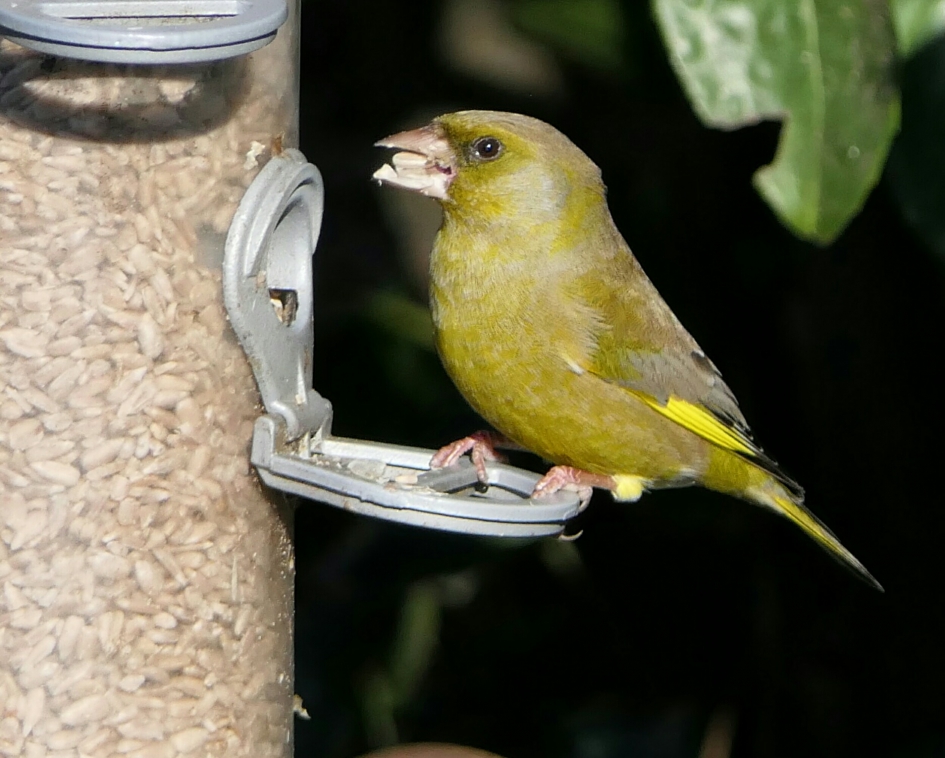 Groenling - Vogels - Groenling