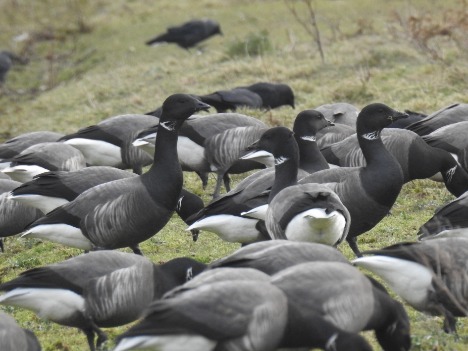 Groep rotganzen - Vogels - Rotgans