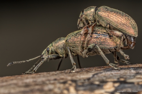 Grote bladsnuitkever(s)