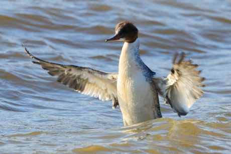 Grote Bonte Duikeend