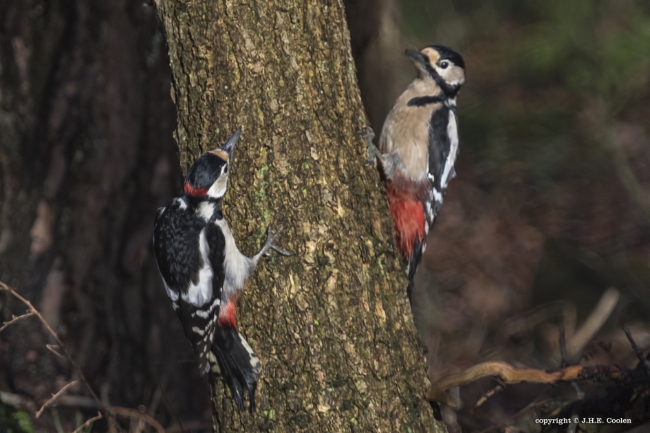Grote bonte specht - Vogels - Grote bonte specht