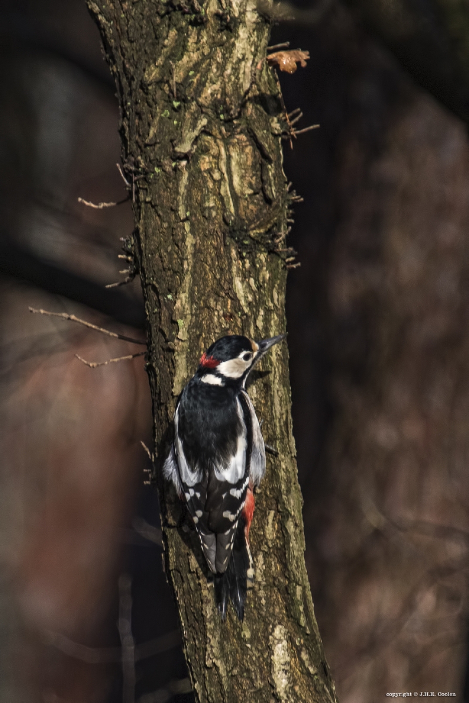 Grote bonte specht - Vogels - Grote bonte specht