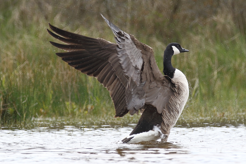 grote Canadese gans - Vogels - 