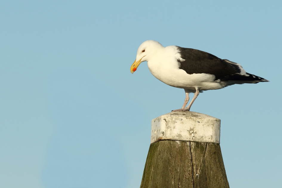grote mantelmeeuw - Vogels - 