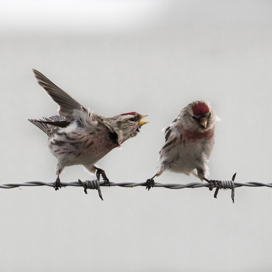 Grote mond - Vogels - Barmsijsje