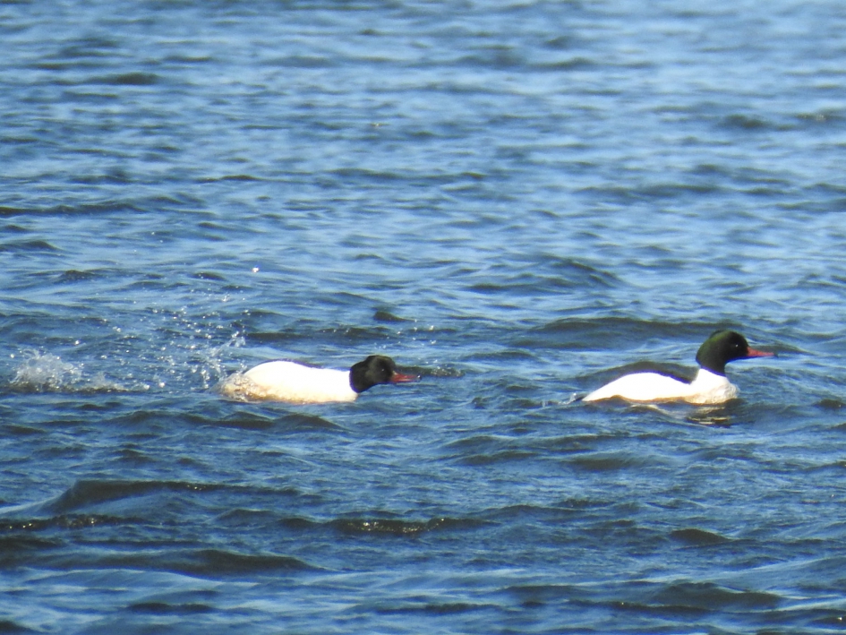 Grote zaagbek man verjaagt de concurrent - Vogels - Grote zaagbek