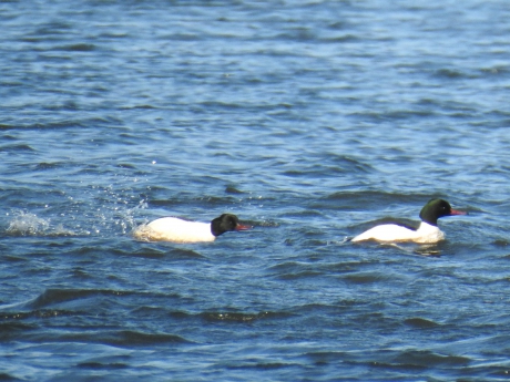 Grote zaagbek man verjaagt de concurrent