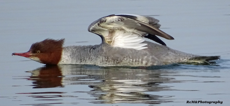 Grote zaagbek vrouwtje. - Vogels - Grote zaagbek.