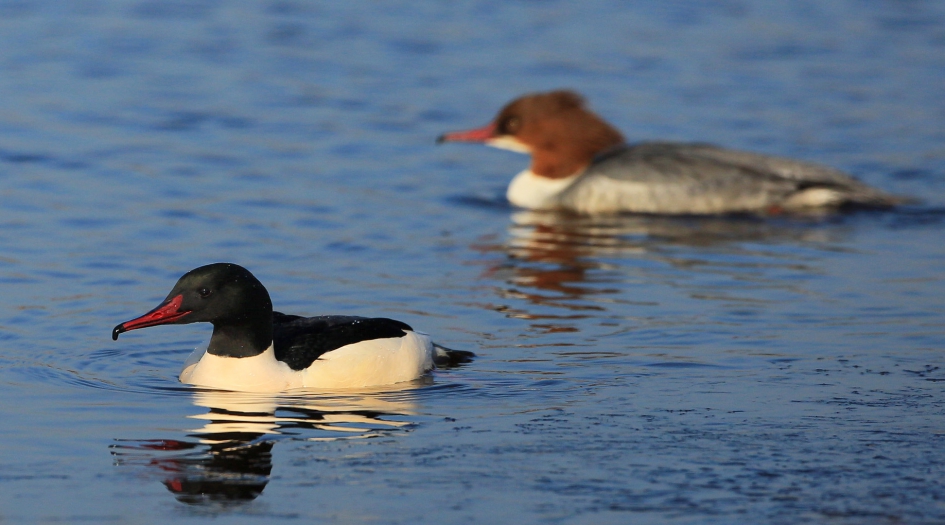 Grote Zaagbekken - Vogels - Grote Zaagbek