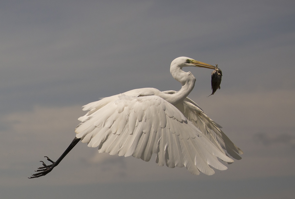 Grote Zilver Reiger - Vogels - Groete Zilver Reiger