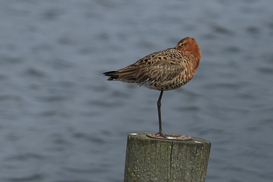 grutto - Vogels - 