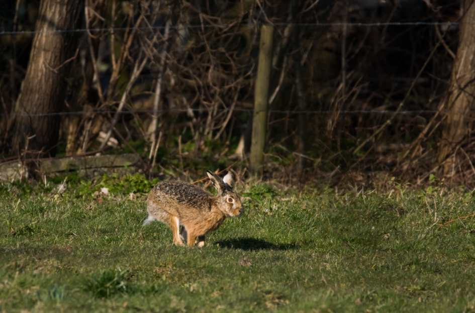 Haas - Zoogdieren - haas