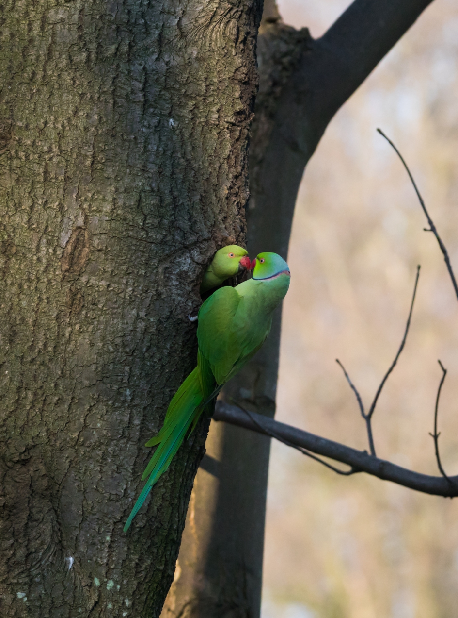 Halsbandparkiet - Vogels - Halsbandparkiet
