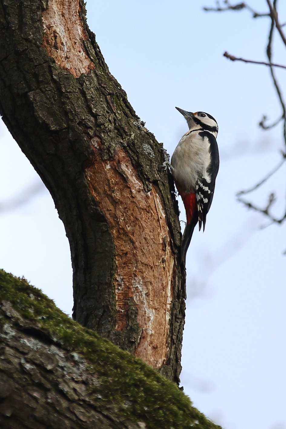 handige specht - Vogels - 