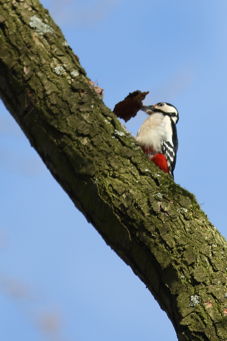 handige specht - Vogels - 