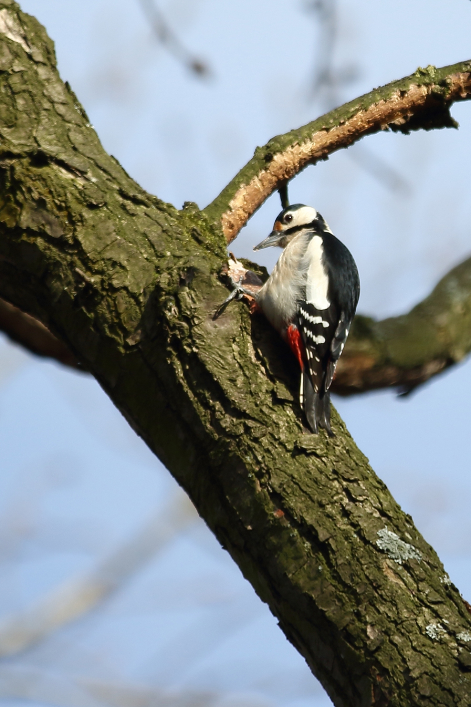 handige specht - Vogels - 