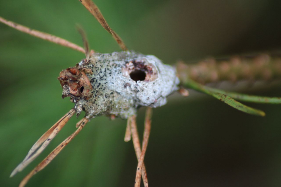 Harsbuilmot - Geleedpotigen - Harsbuilmot