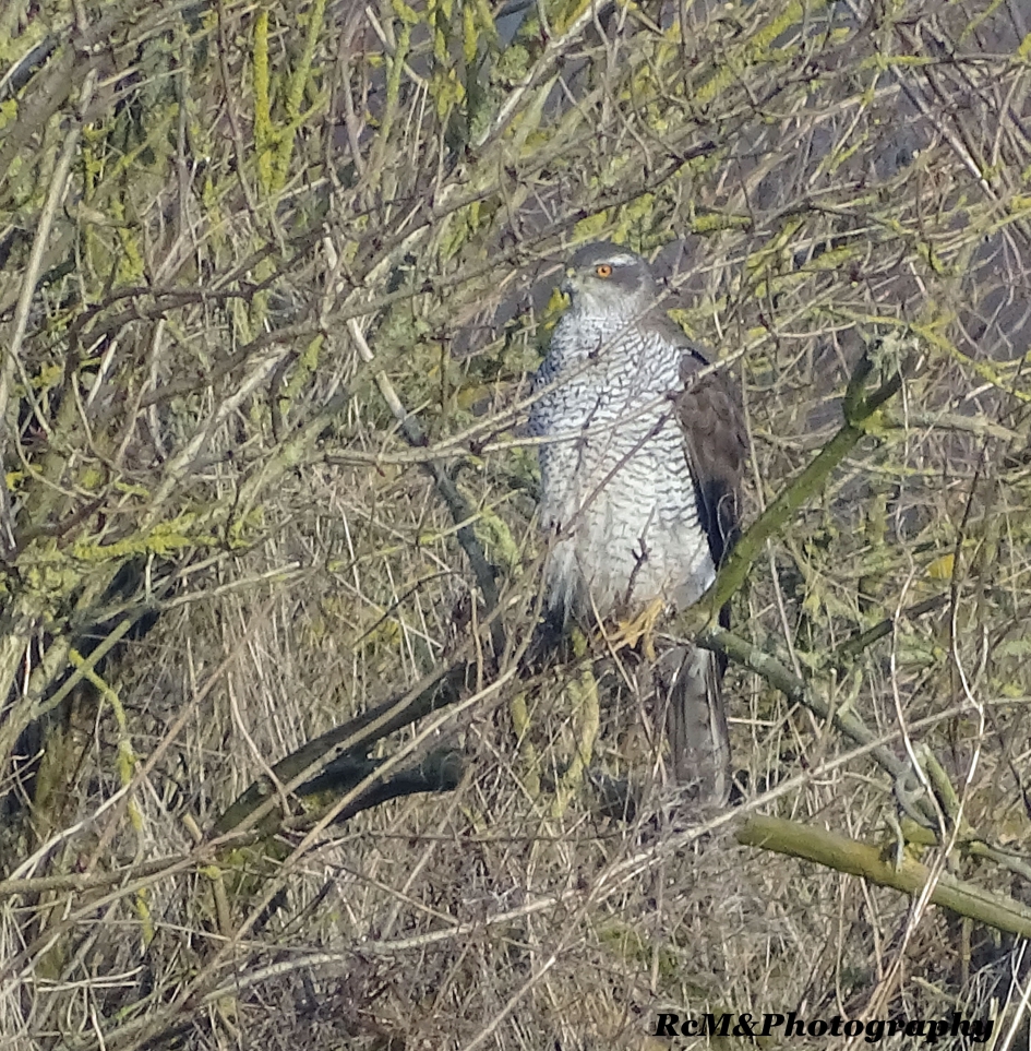 Havik - Vogels - Havik