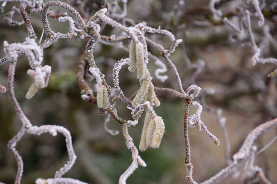 Hazelaar - Planten - 