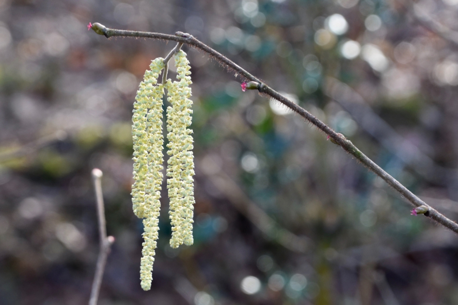 Hazelaar - Planten - 