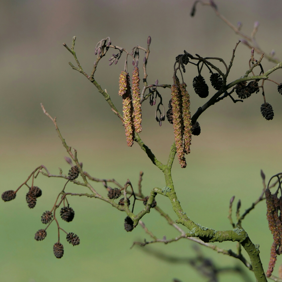 Els met katjes en proppen. - Planten - Els met katjes en proppen.