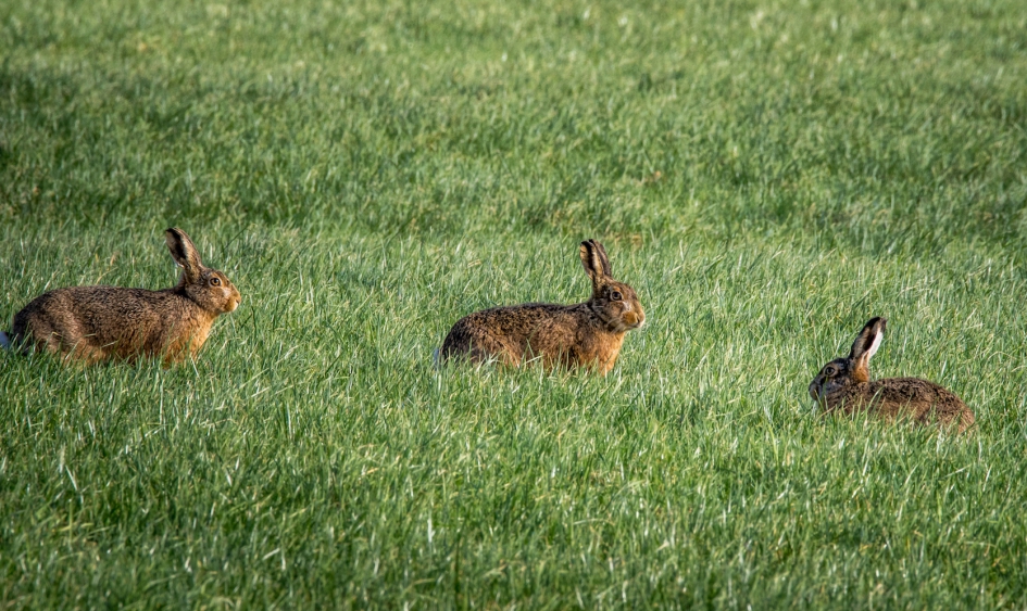 Hazen - Zoogdieren - Hazen