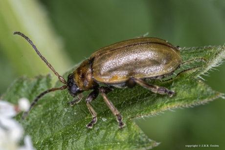 Heidehaantje ( Lochmaea suturalis)