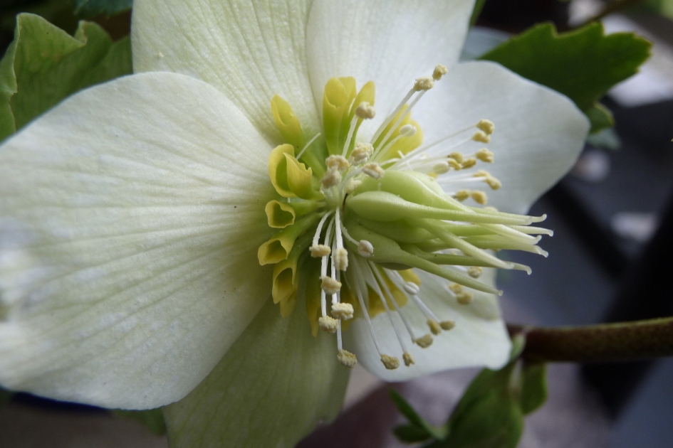 Helleborus - Planten - 