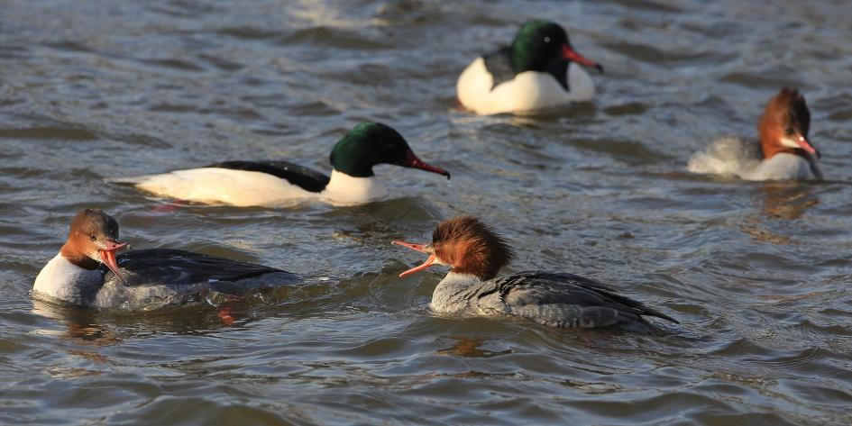 herkenbaar ? - Vogels - Grote Zaagbek