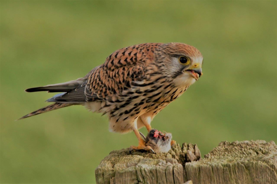 Herlijk - Vogels - Torenvalk