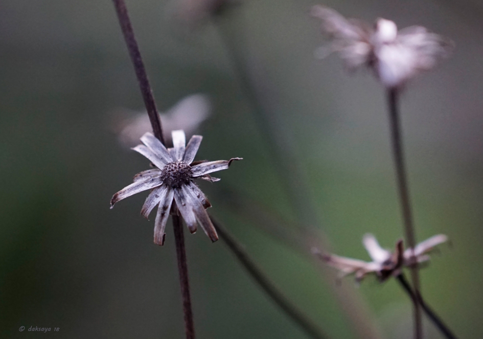 Het droge 'leven' - Planten - 