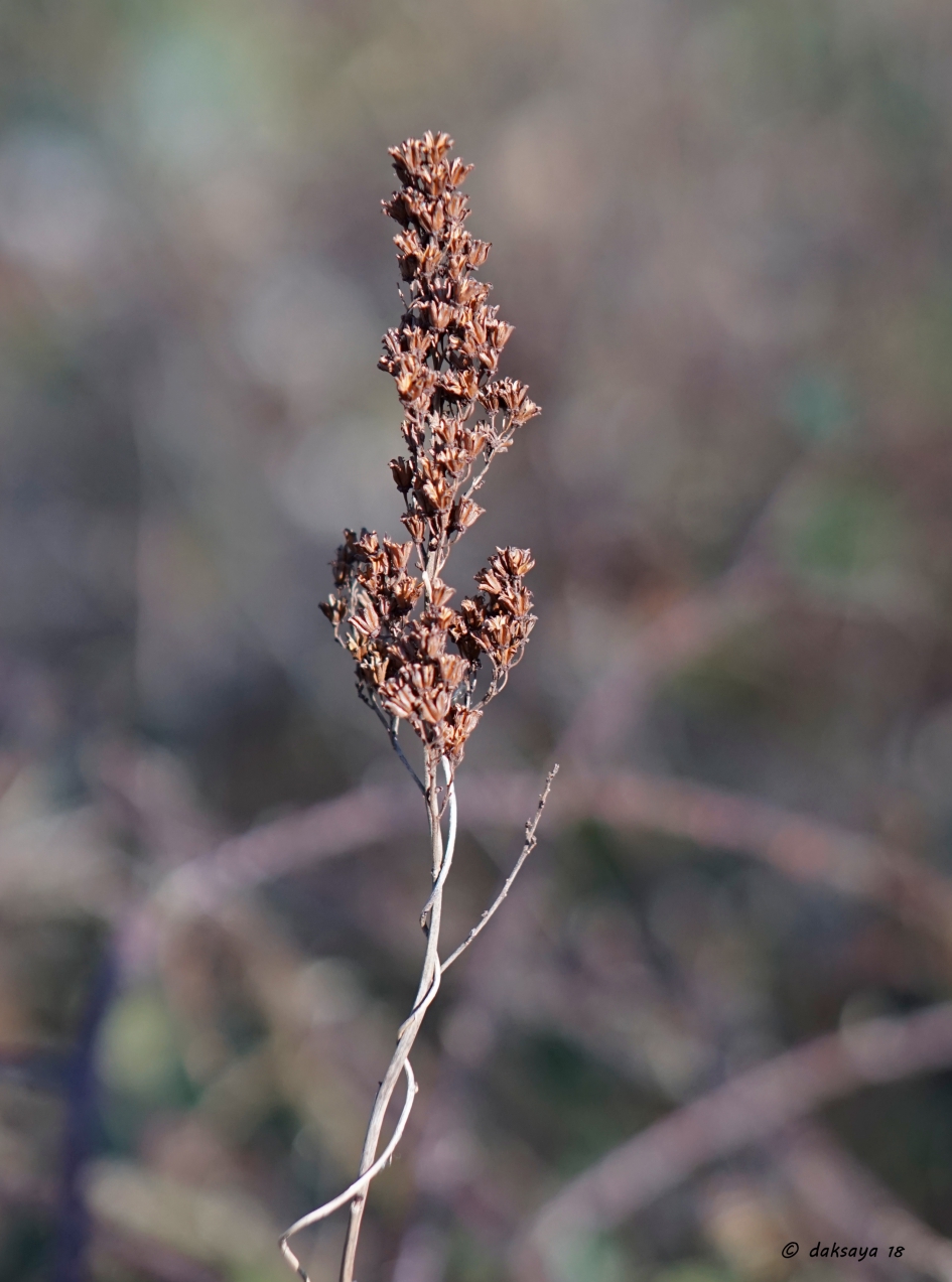 Het droge 'leven' - Planten - 