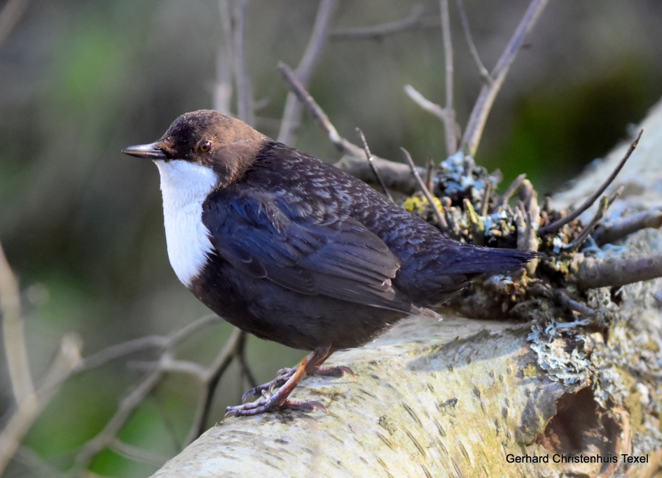 Hij is er nog steeds de ZwartbuikWaterspreeuw - Vogels - Zwartbuik Waterspreeuw