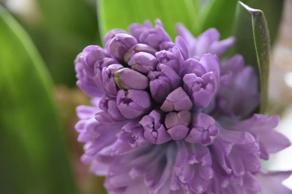 Hyacint(3) - Planten - 