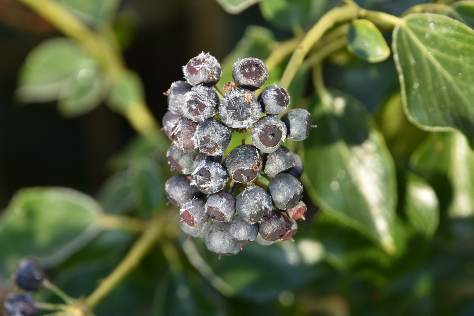 IJs glinsters - Planten - 