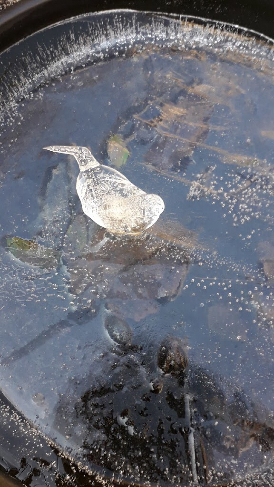 IJsvogel - Vogels - 