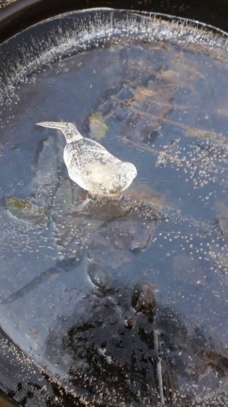 IJsvogel