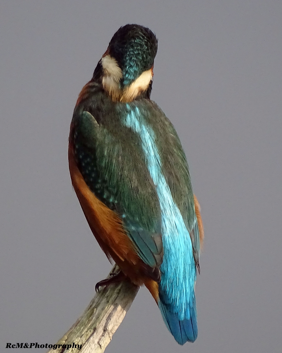 IJsvogel - Vogels - IJsvogel