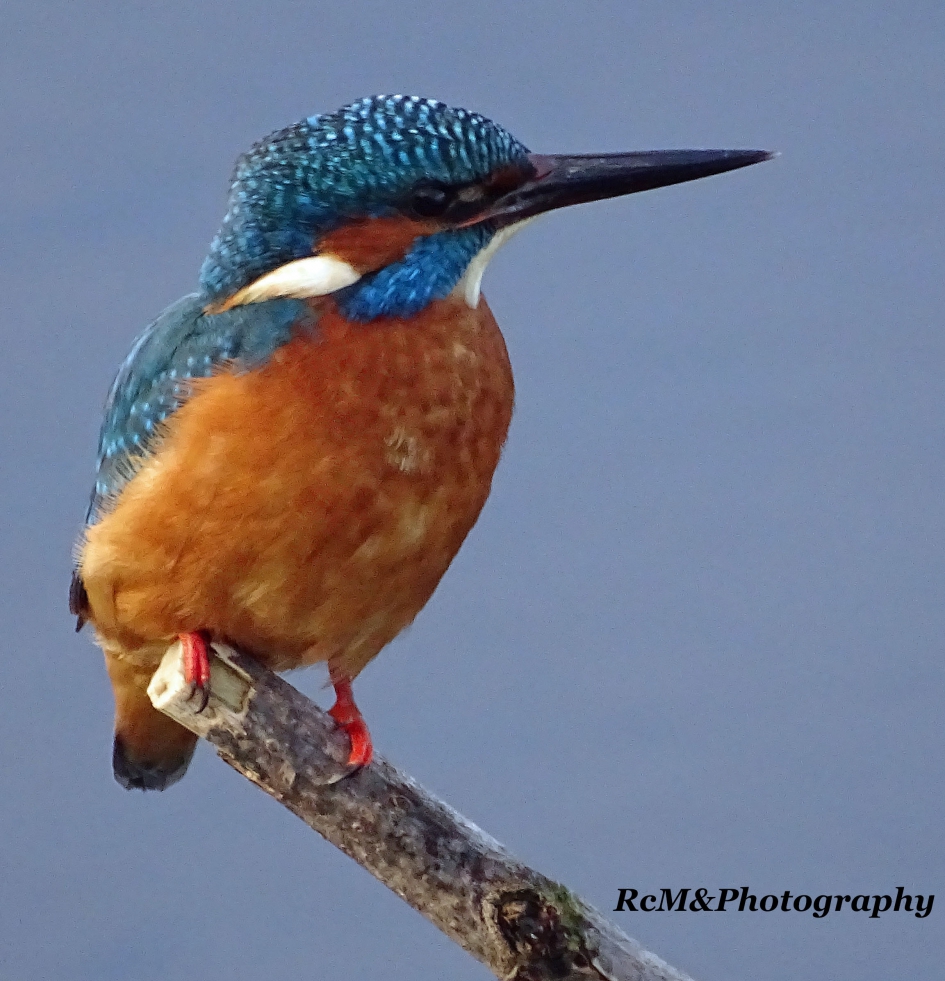 IJsvogel - Vogels - IJsvogel.