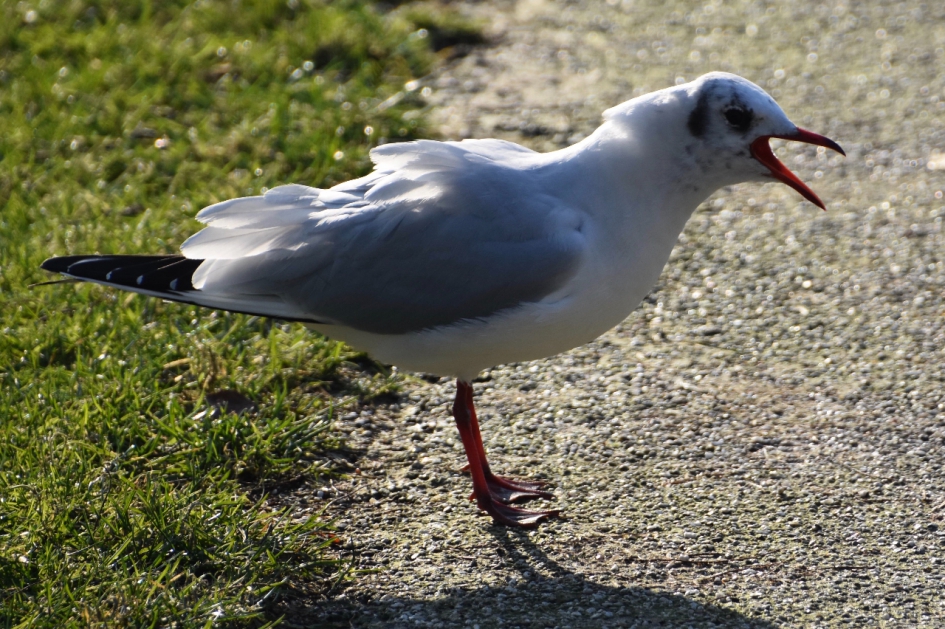 “ik kan harder .... - Vogels - 