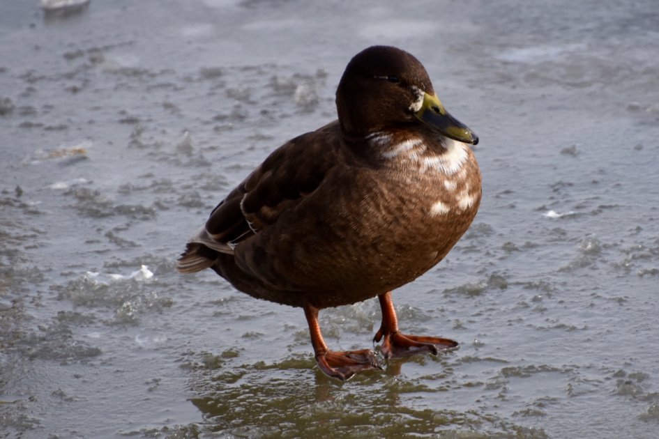 In het zonnetje - Vogels - 